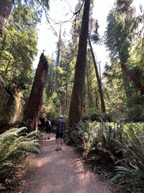 Jedediah Smith Redwoods State Park.