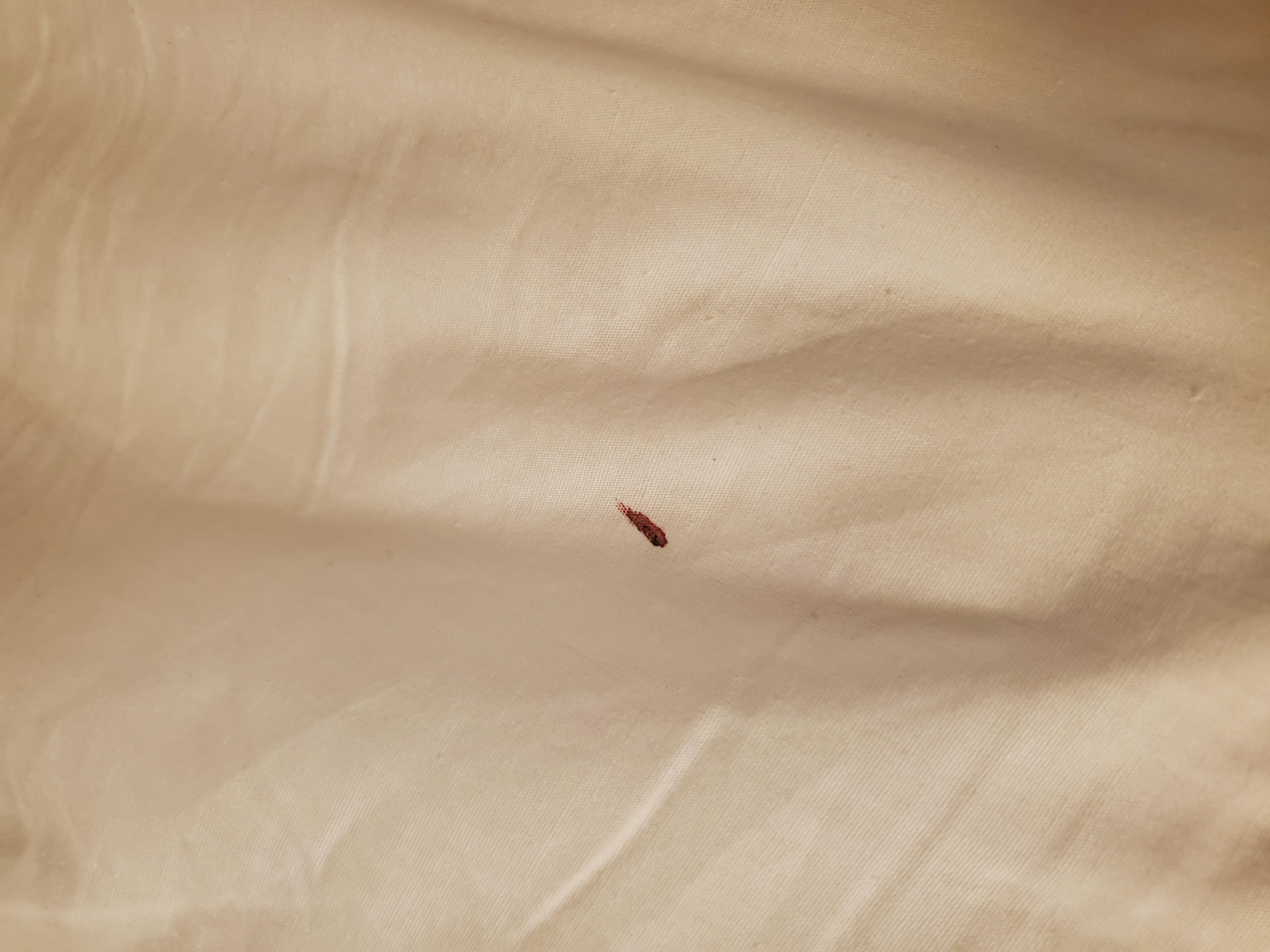Blood spot on bed from bed bugs