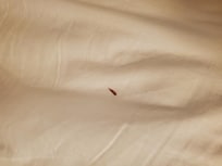 Blood spot on bed from bed bugs