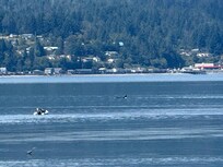 Enlarge to see an Orca!
