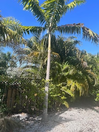 Palms next to Casita