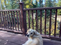 Marci claimed the front deck for her enjoyment. It was hard to get her to come in at night!