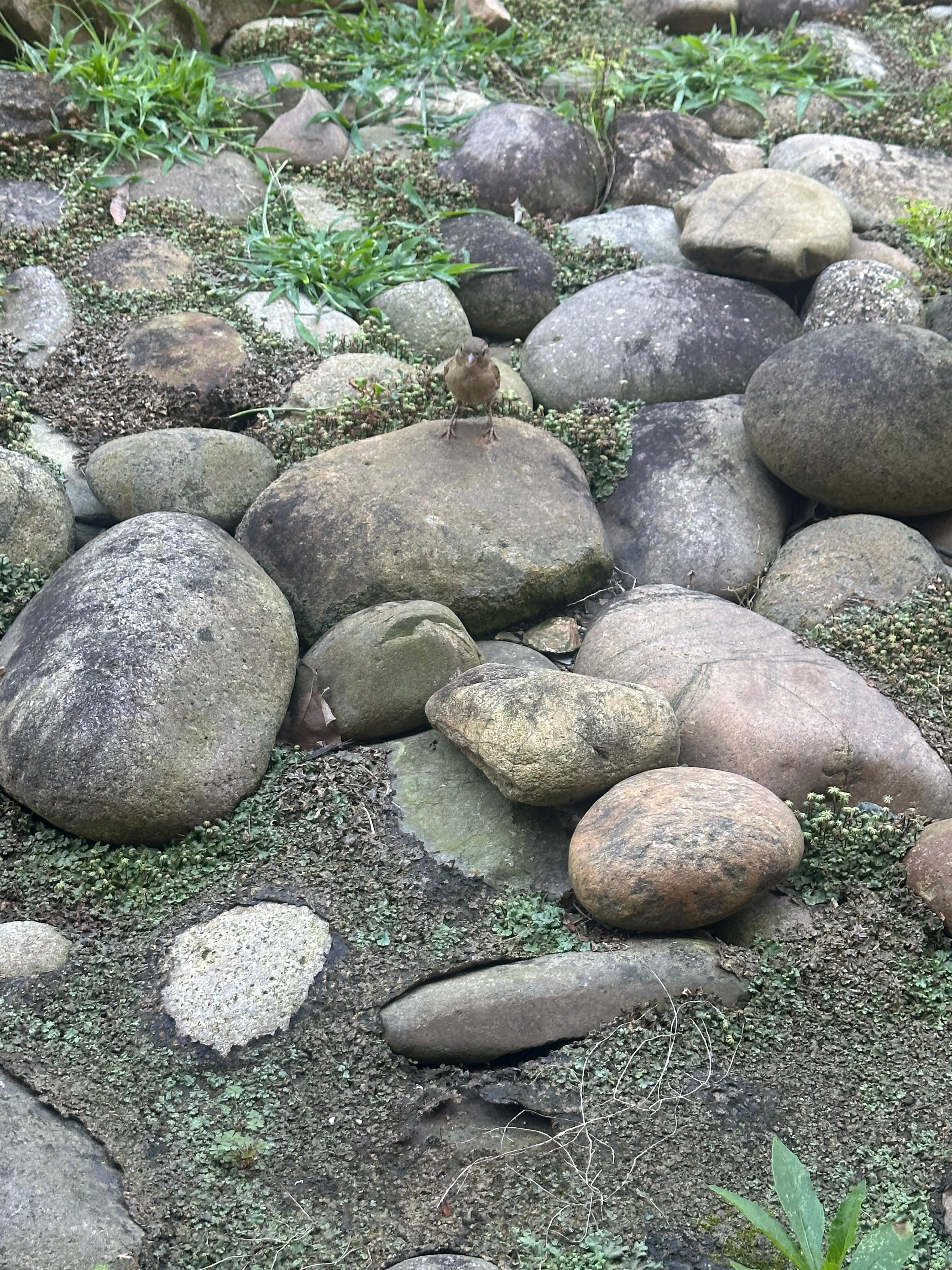 The front area. Small bird ❤️