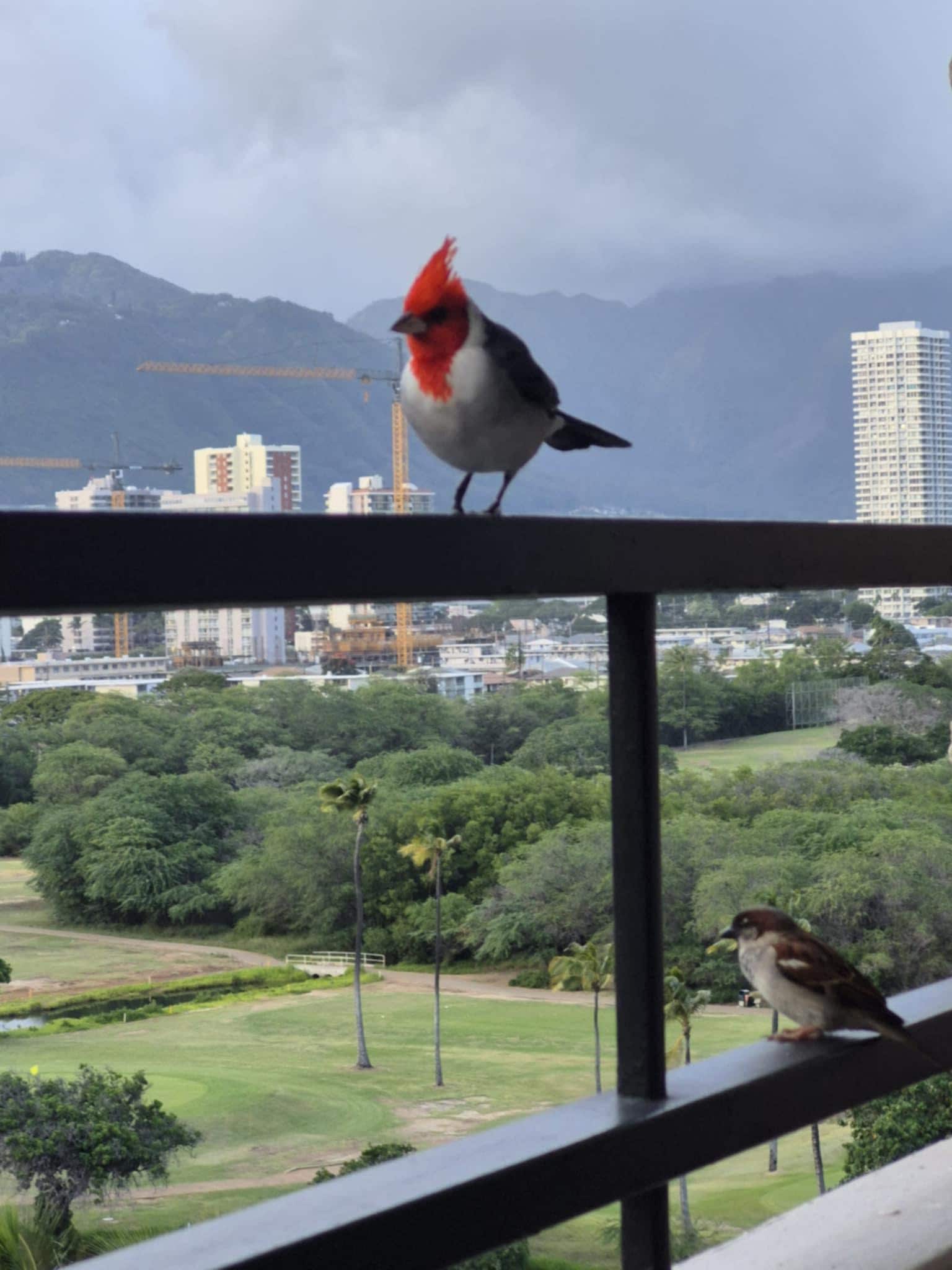 View from our Balcony, in the morning, when 2 little flying friends came to say hi !