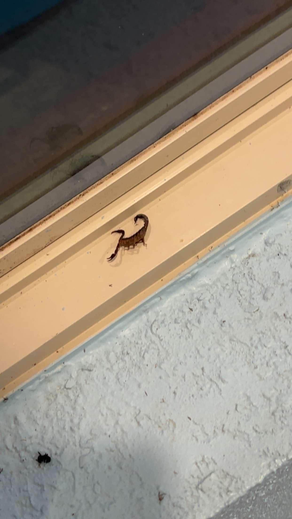 Scorpion near pool 
