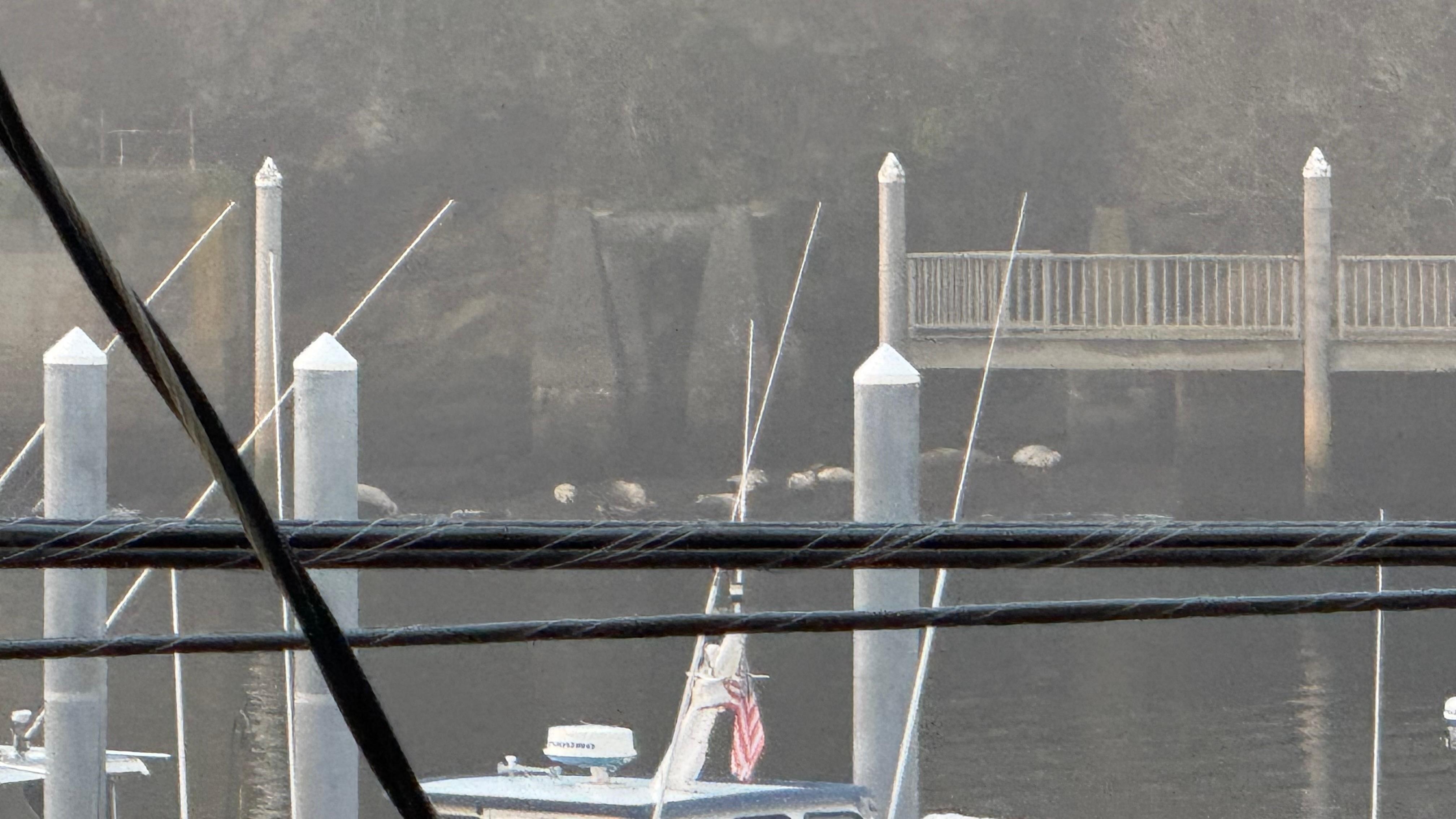 Harbor Seals during low tide