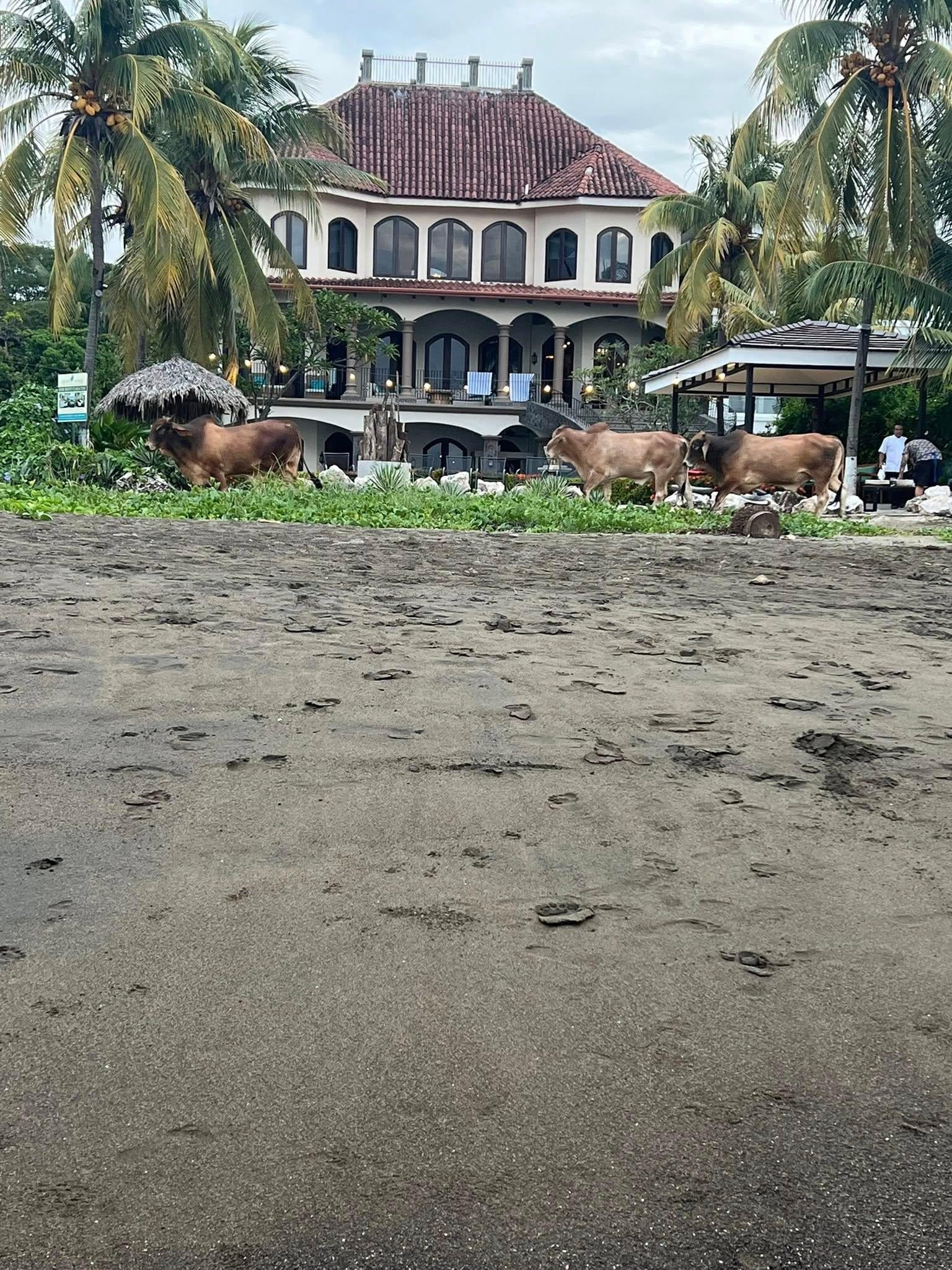 The cows came by one night while we were taking family photos