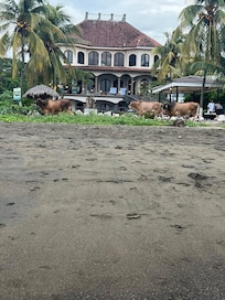 The cows came by one night while we were taking family photos