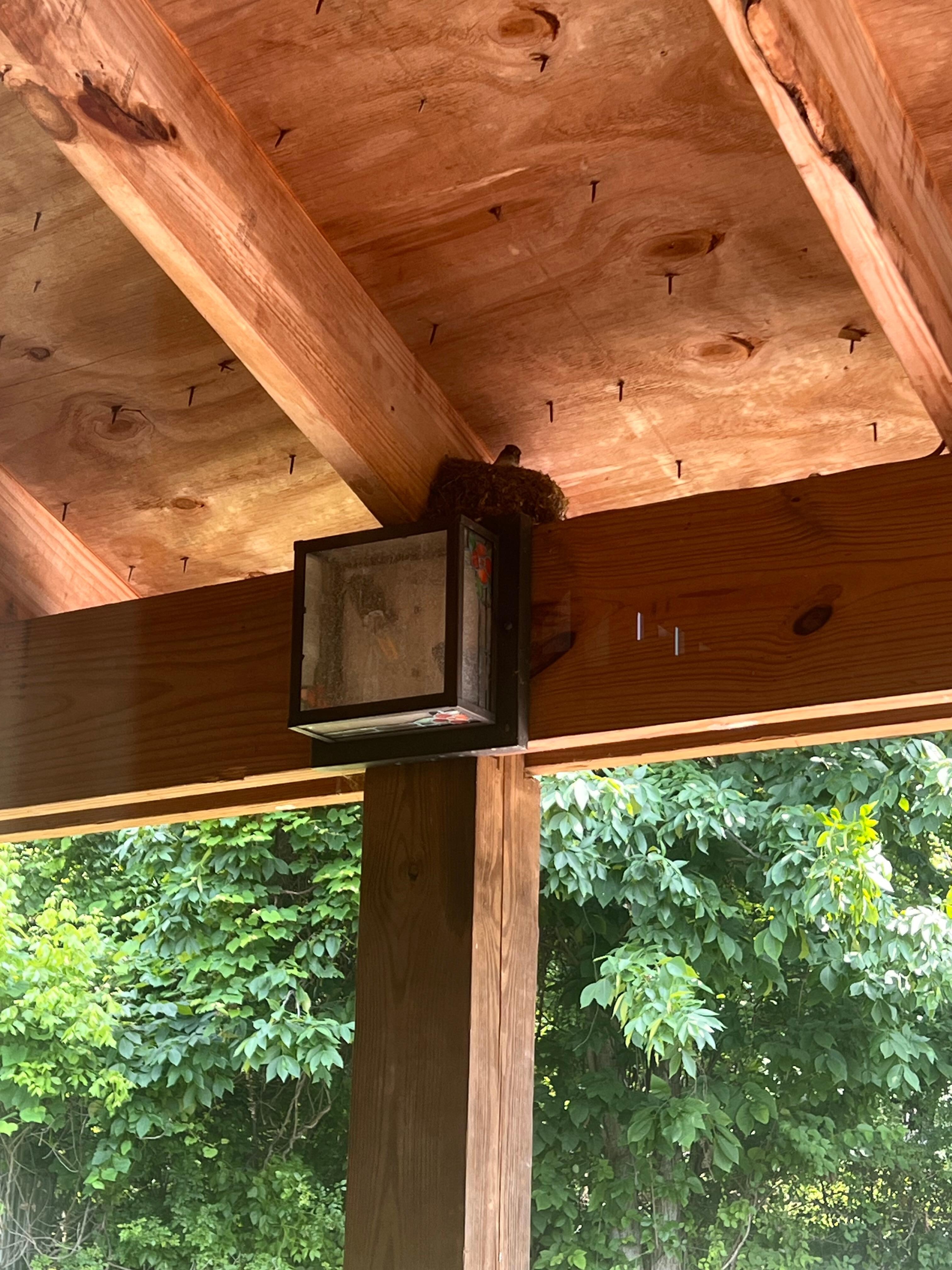 Little bird nest 