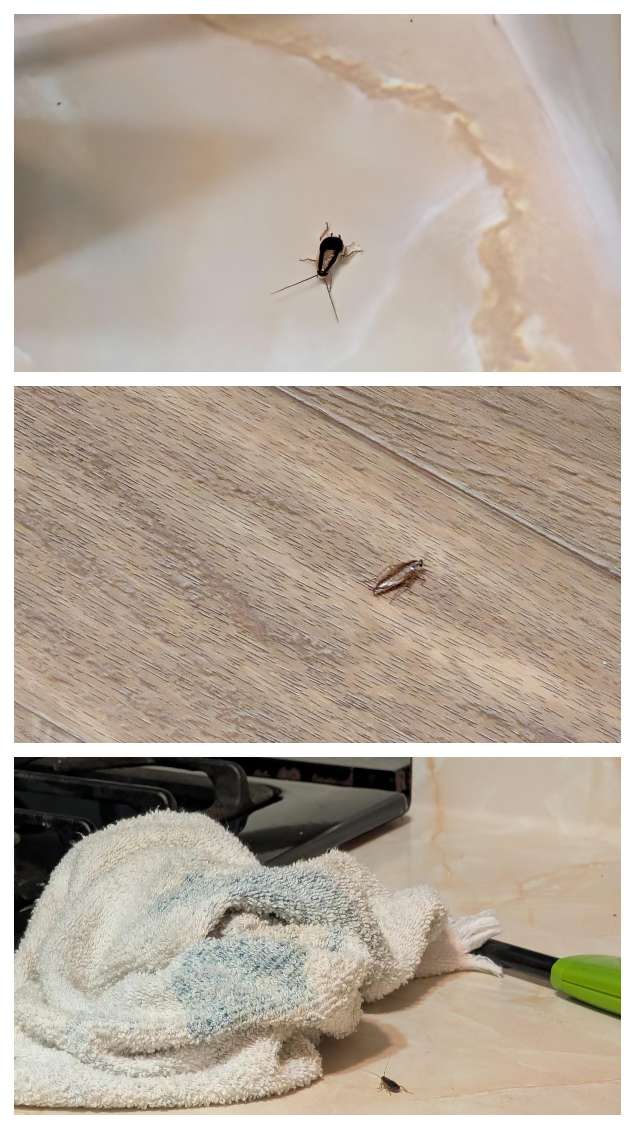 Roach on bathroom counter, the kitchen floor, and counter next to stove.
