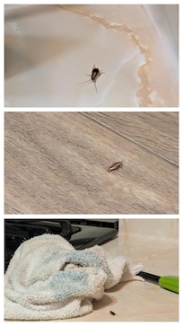 Roach on bathroom counter, the kitchen floor, and counter next to stove.