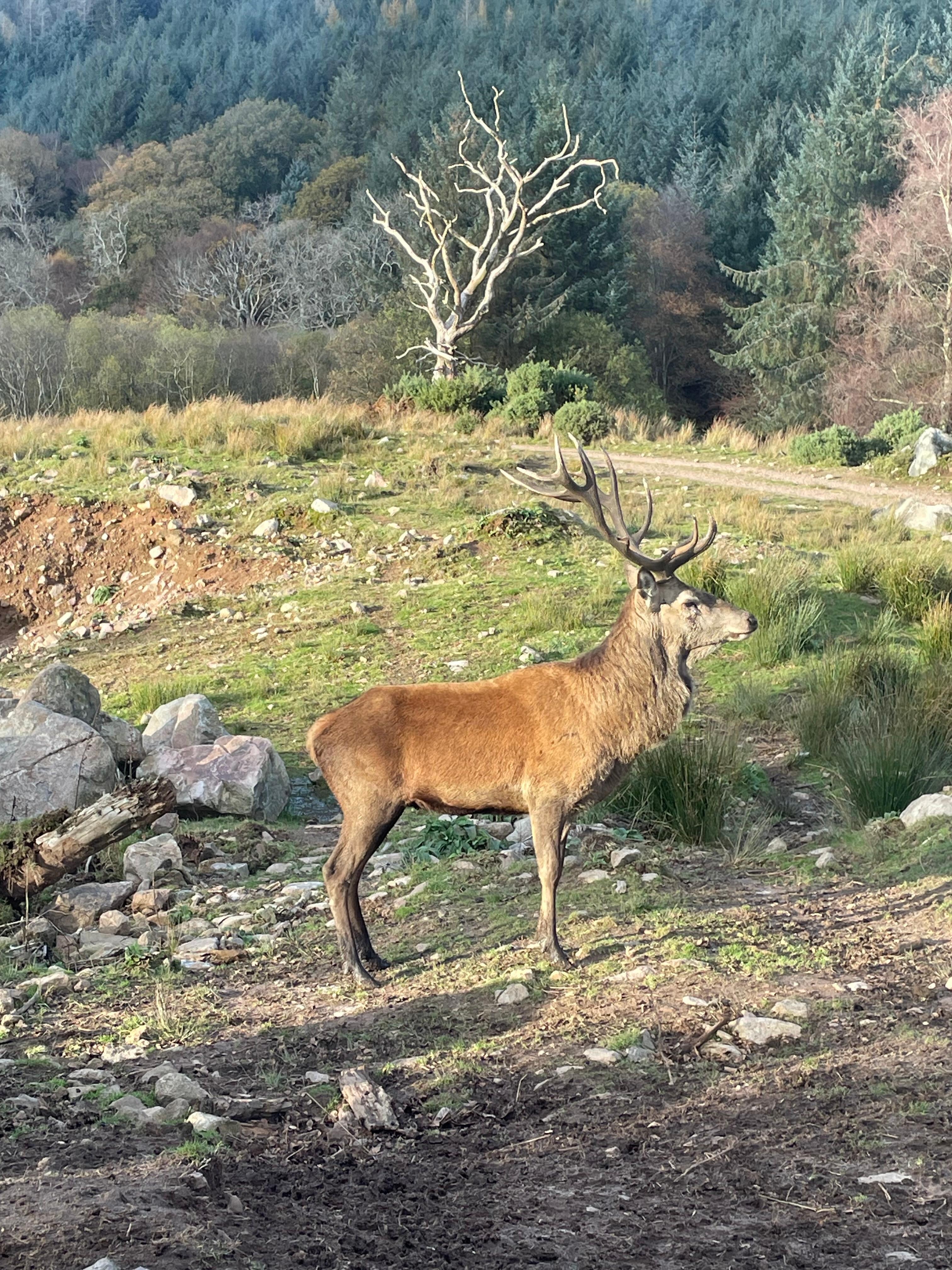 Red deer stag at Bainloch deer sanctuary nearby