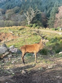 Red deer stag at Bainloch deer sanctuary nearby