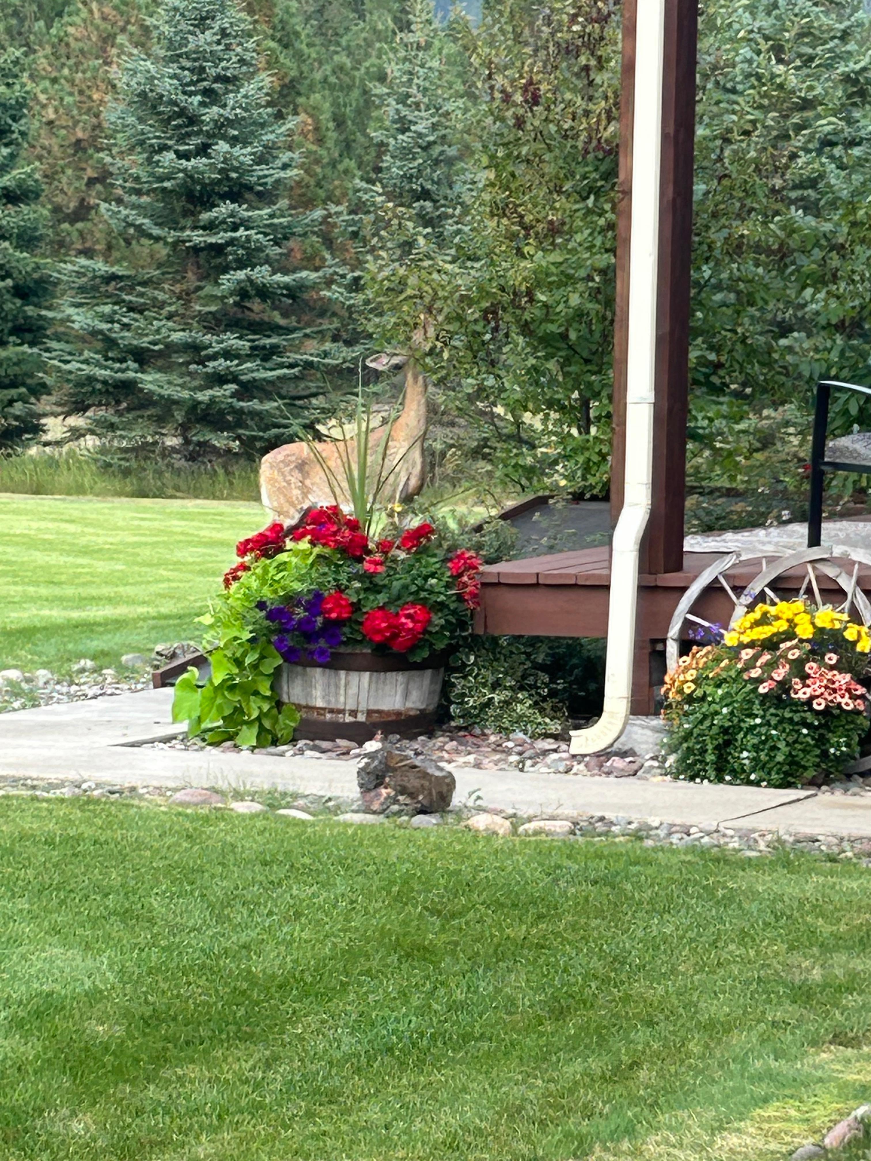 Doe and fawn in front yard.