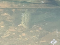 Bass in the swimming hole