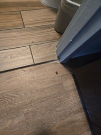 Dead cockroach. Bought spray and treated the room. Killed 2 trying to escape.