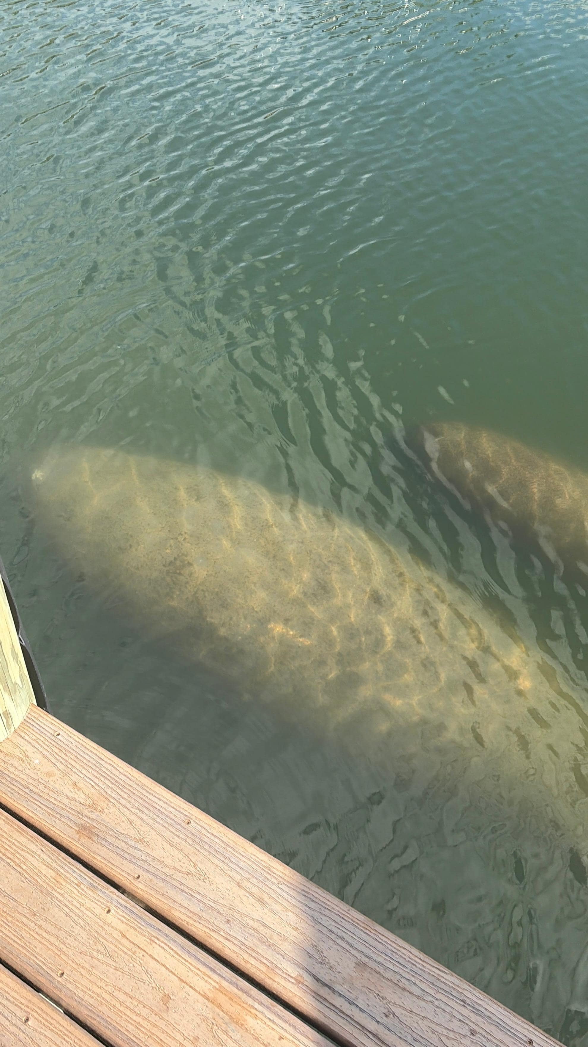 Manatees swimming by the dock!