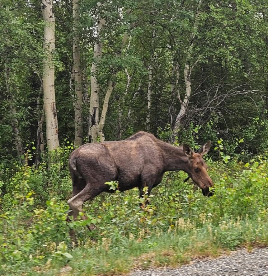 Hank the local moose