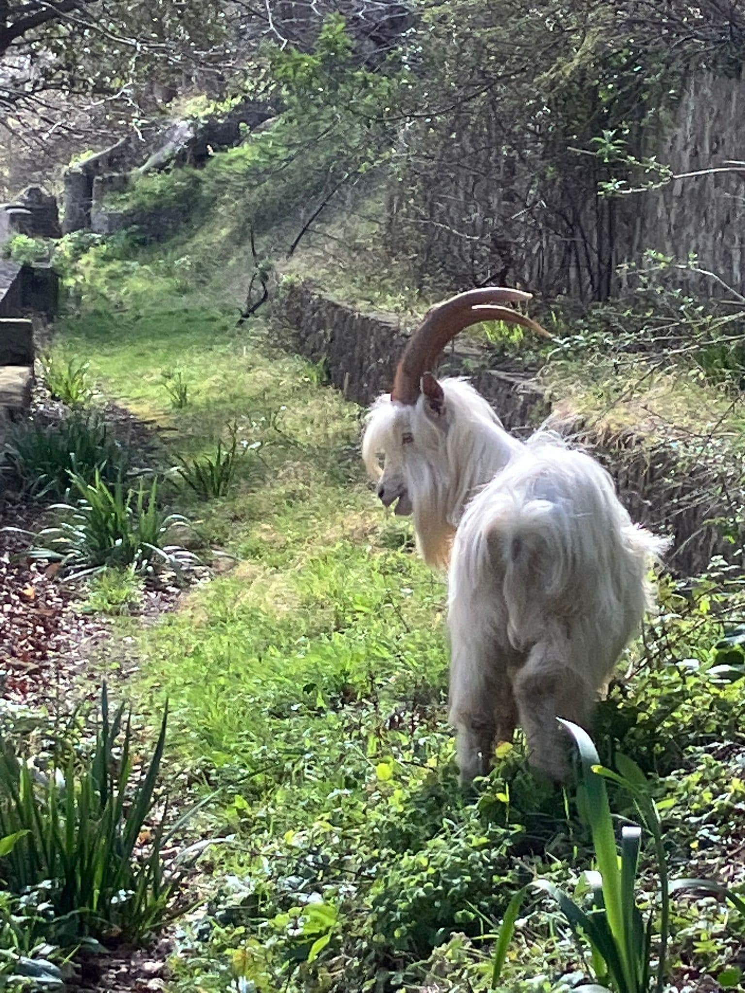Great Orme goats