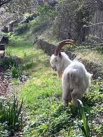 Great Orme goats