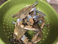 Some of the blue crab we caught