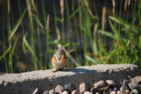 One of the chipmunks around the area