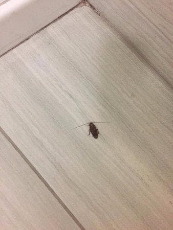 Roaches even with the lights on