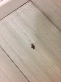 Roaches even with the lights on