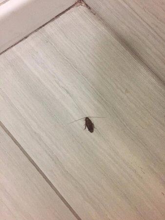 Roaches even with the lights on