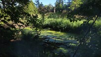 GORGEOUS LUSH GREENS