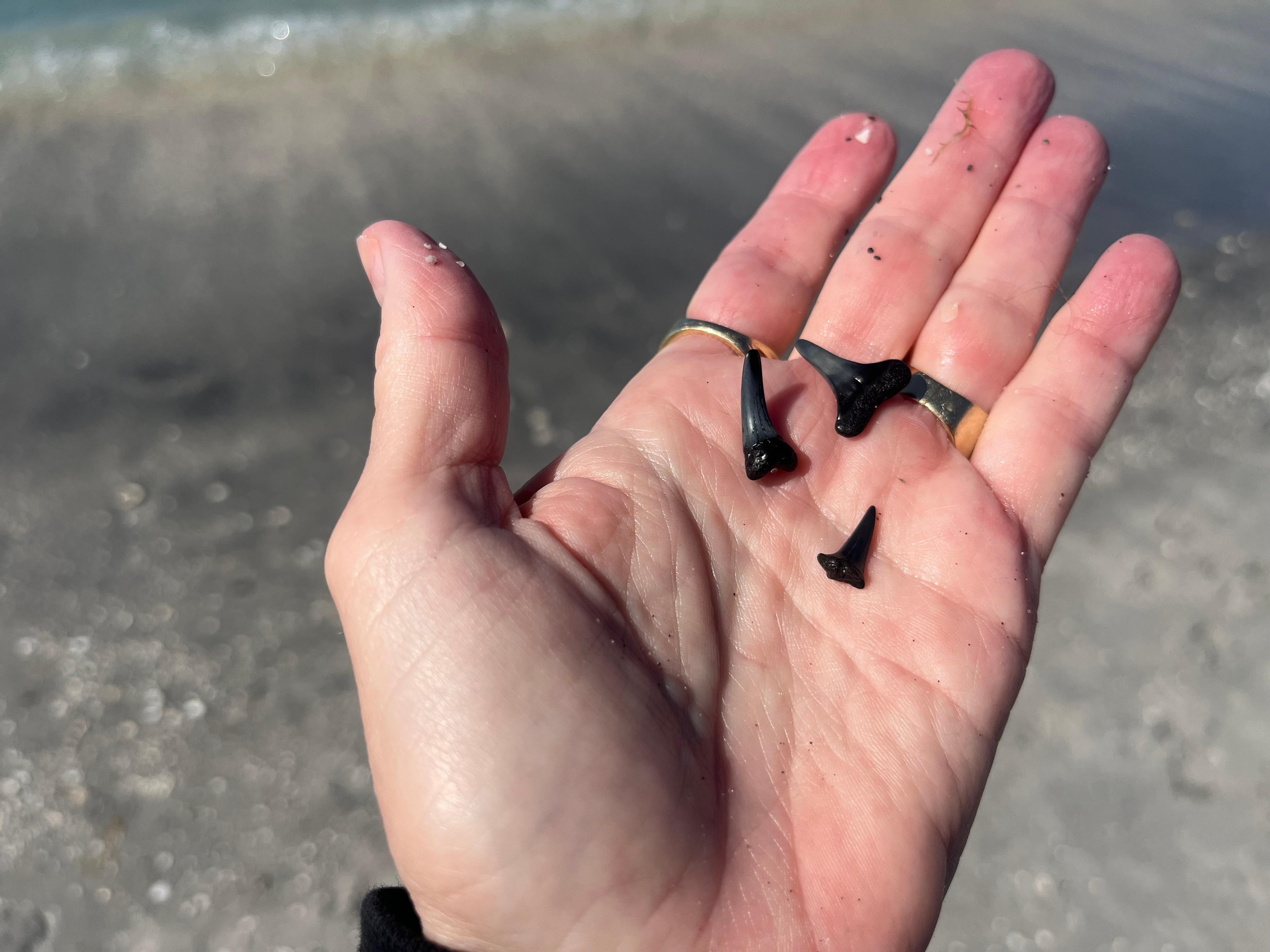 Shark teeth found on Venice Beach