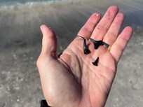 Shark teeth found on Venice Beach