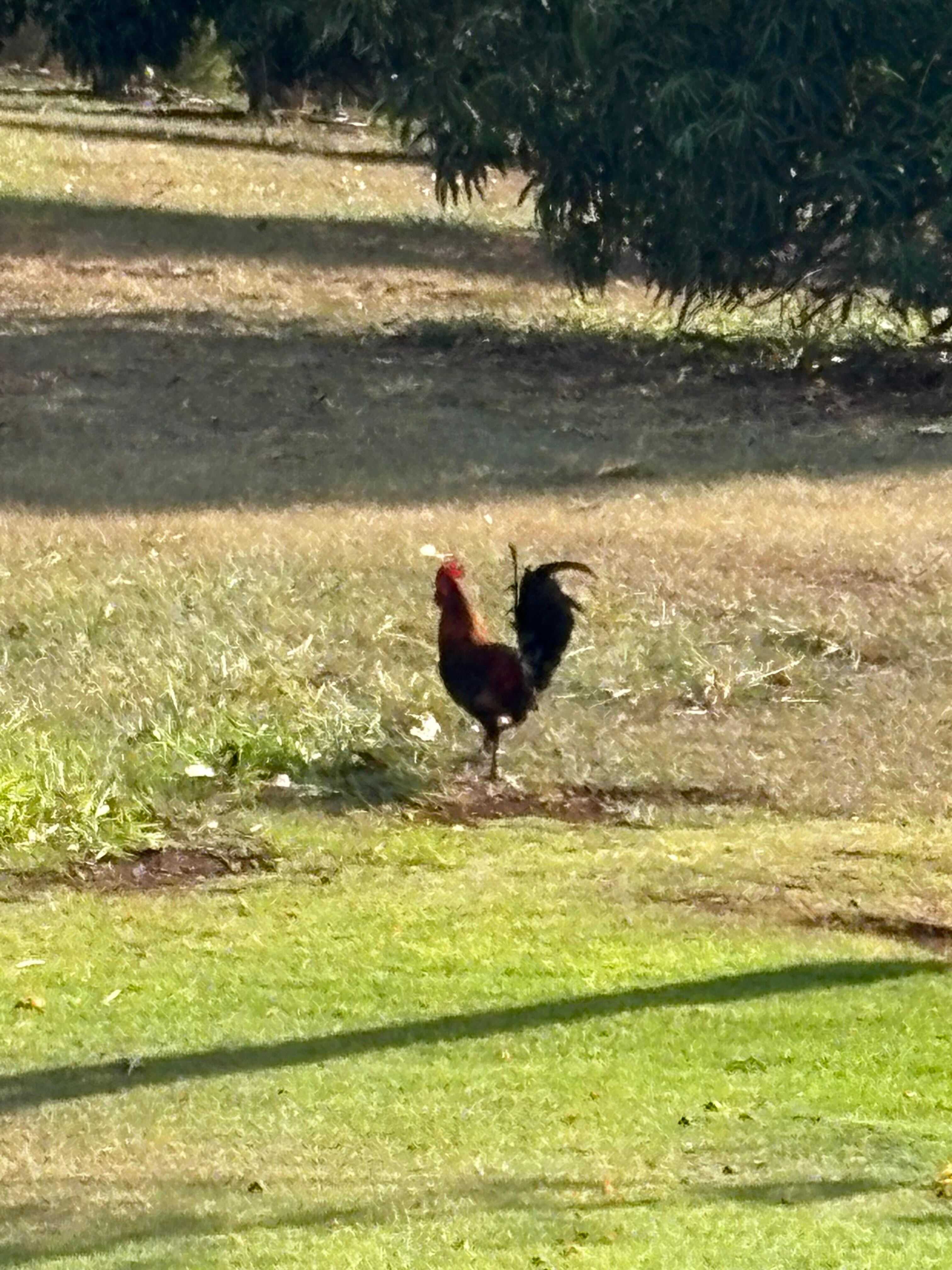 State Bird