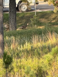 Flock of turkeys visited!