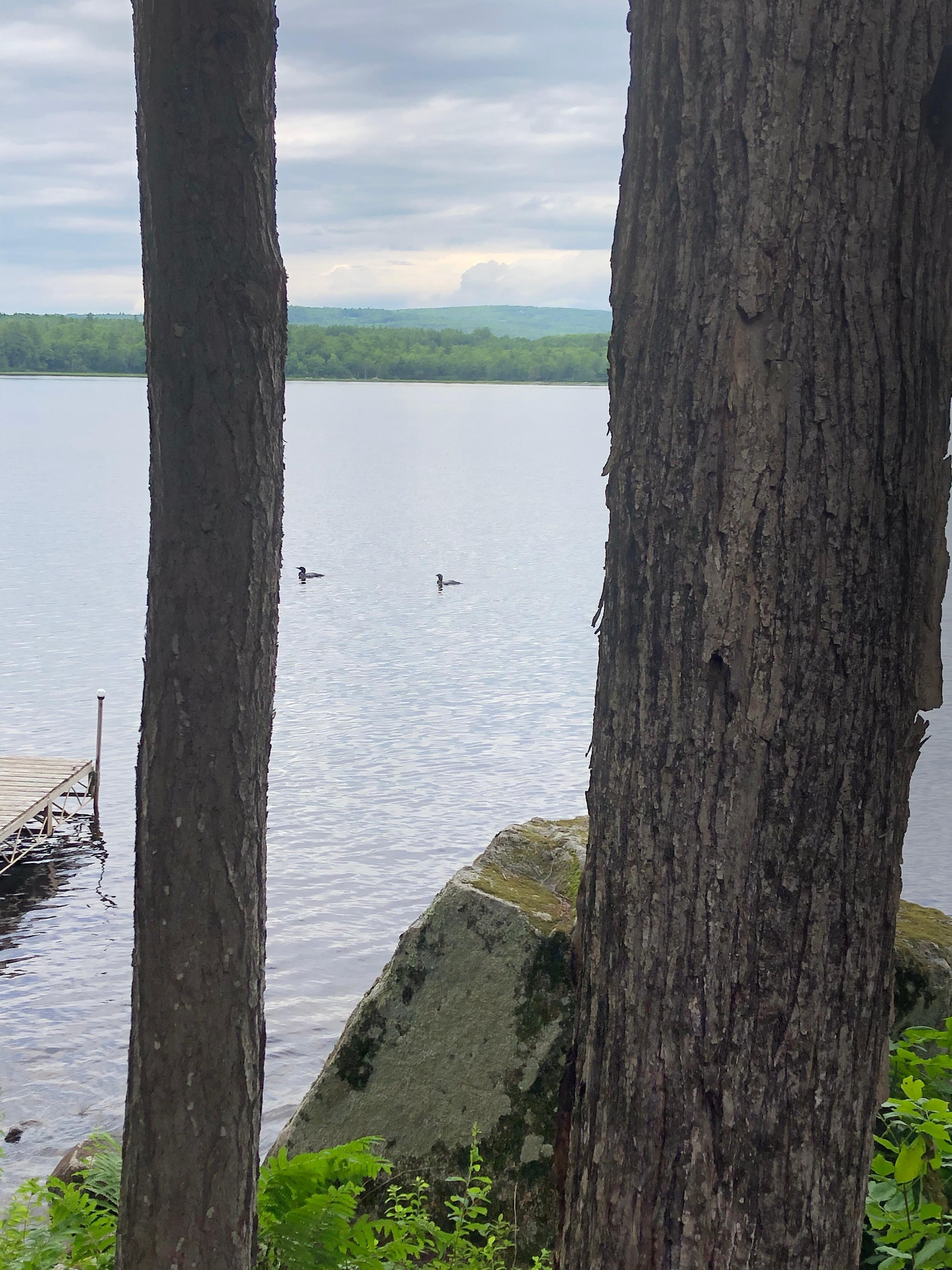 Loons swimming by on a cloudy day.
