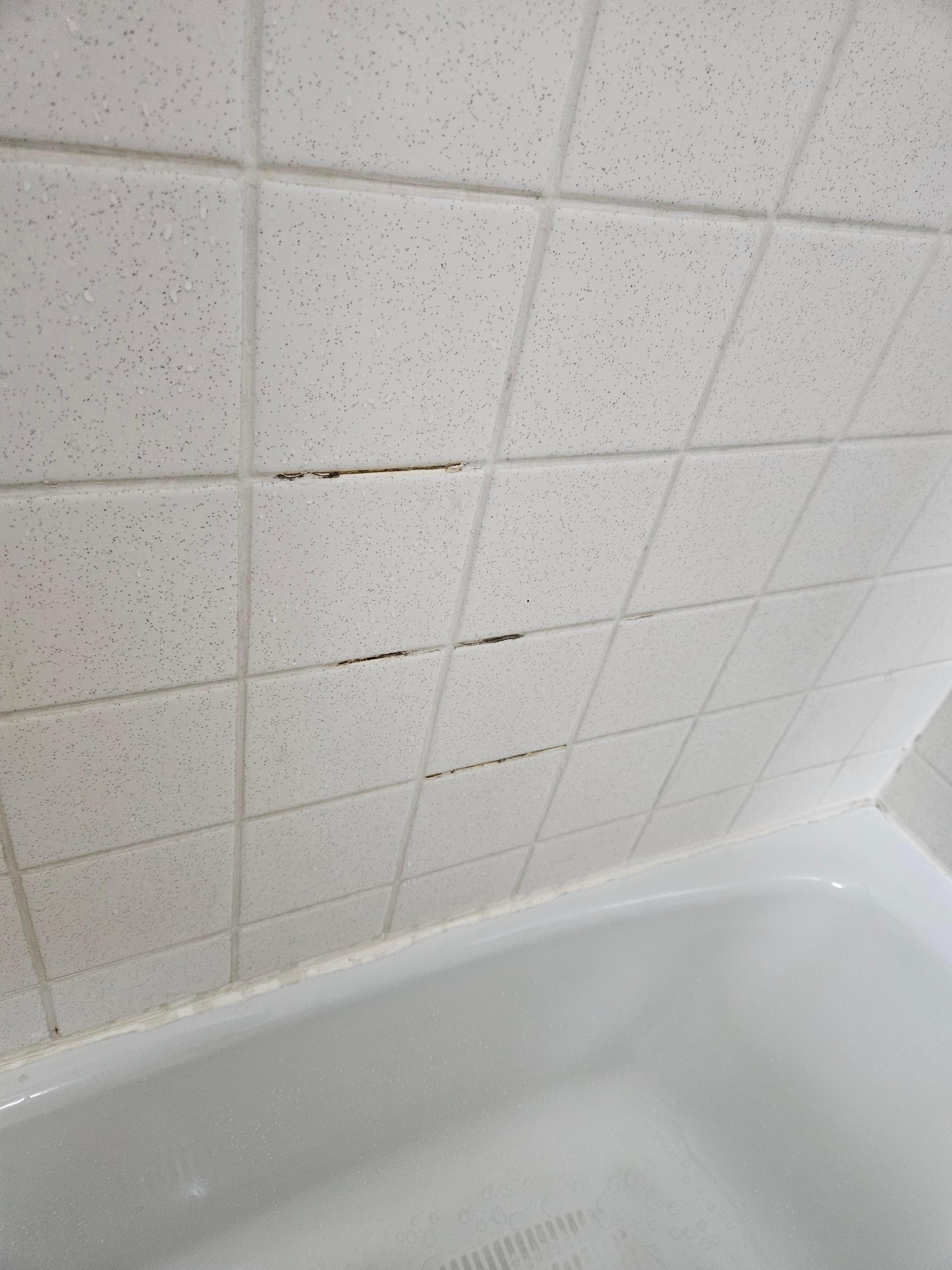 Mold on the grout