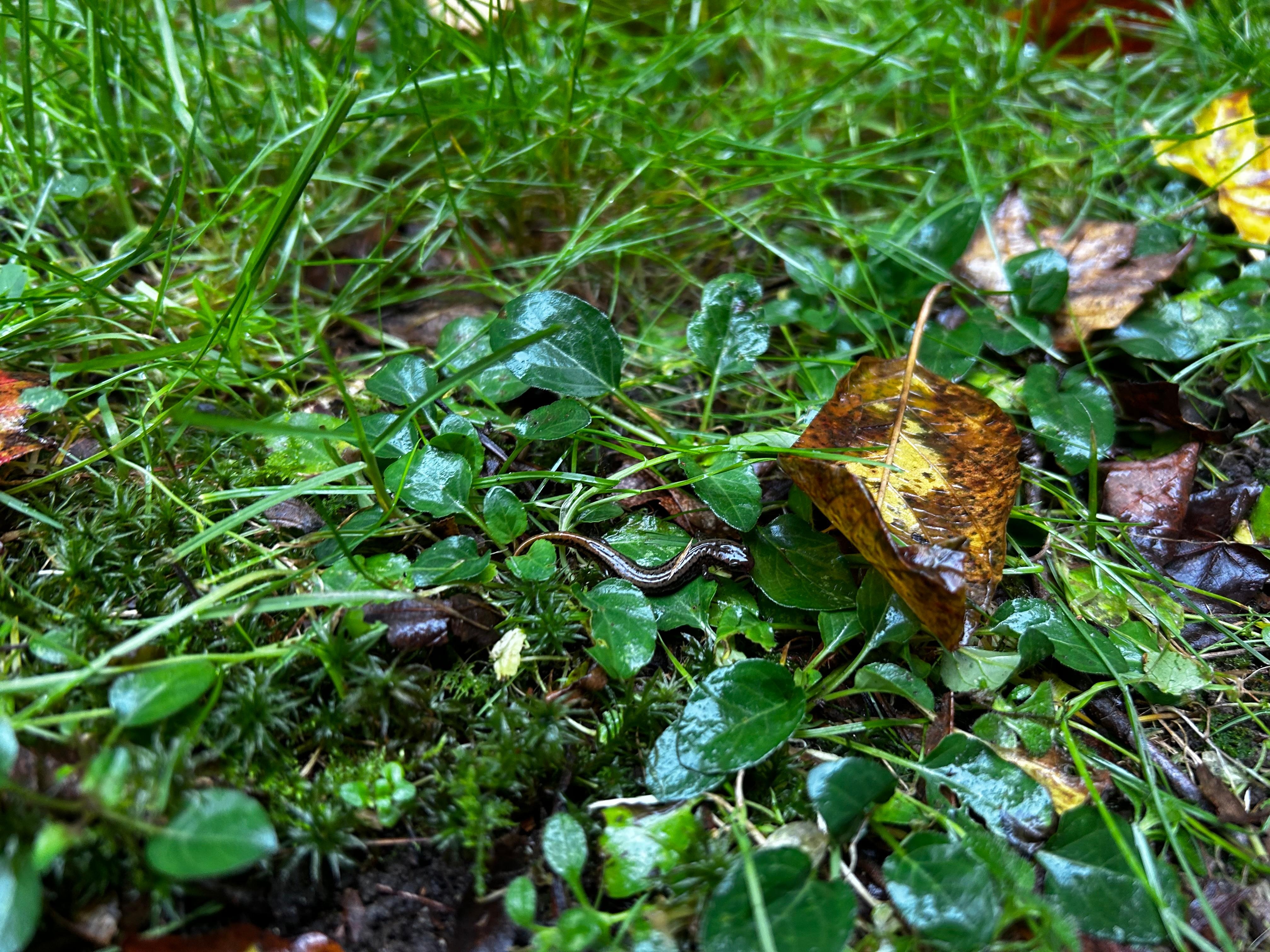 We found a tiny salamander!