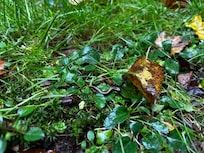 We found a tiny salamander!