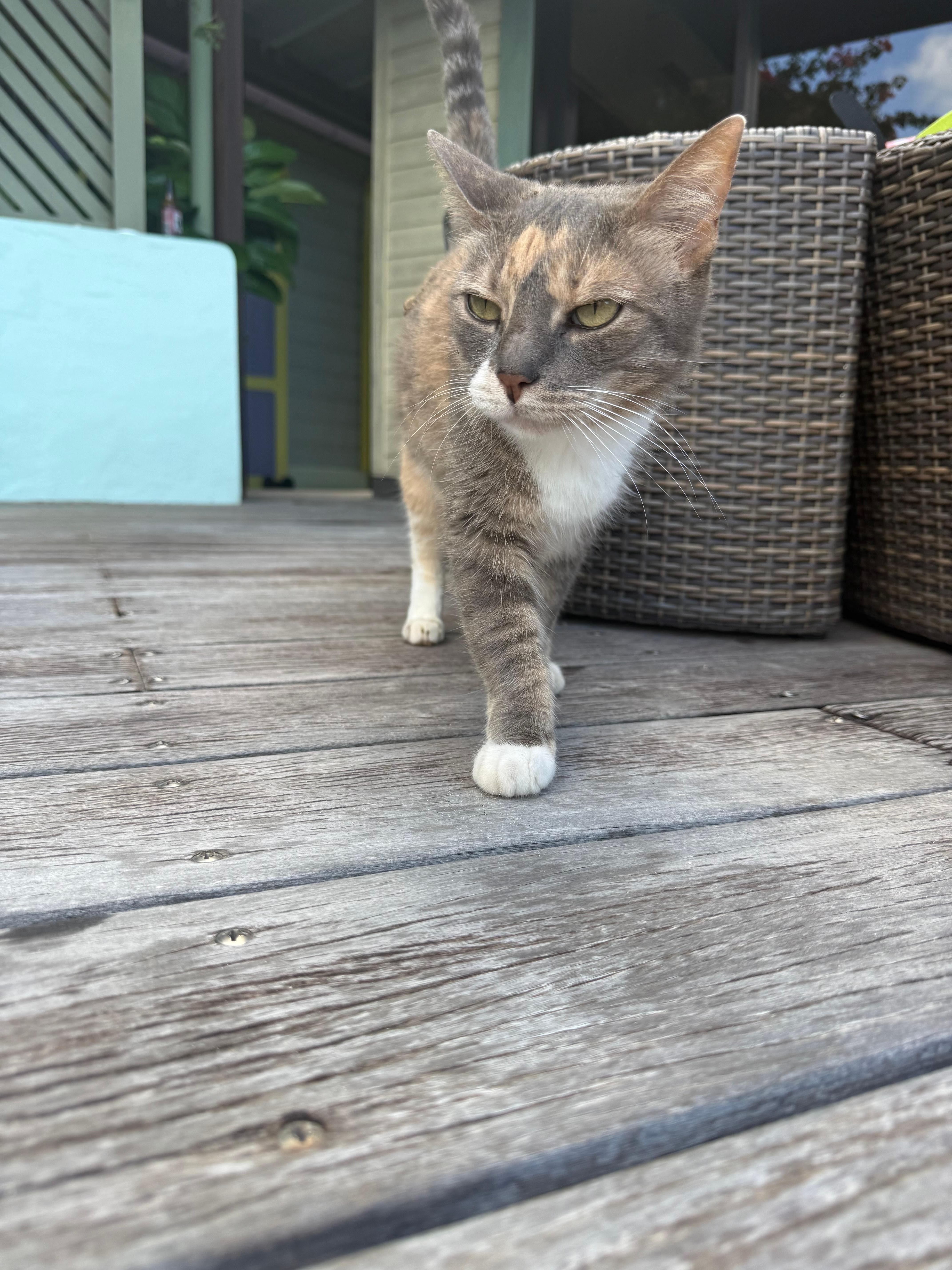 Tuna - a cute visitor 