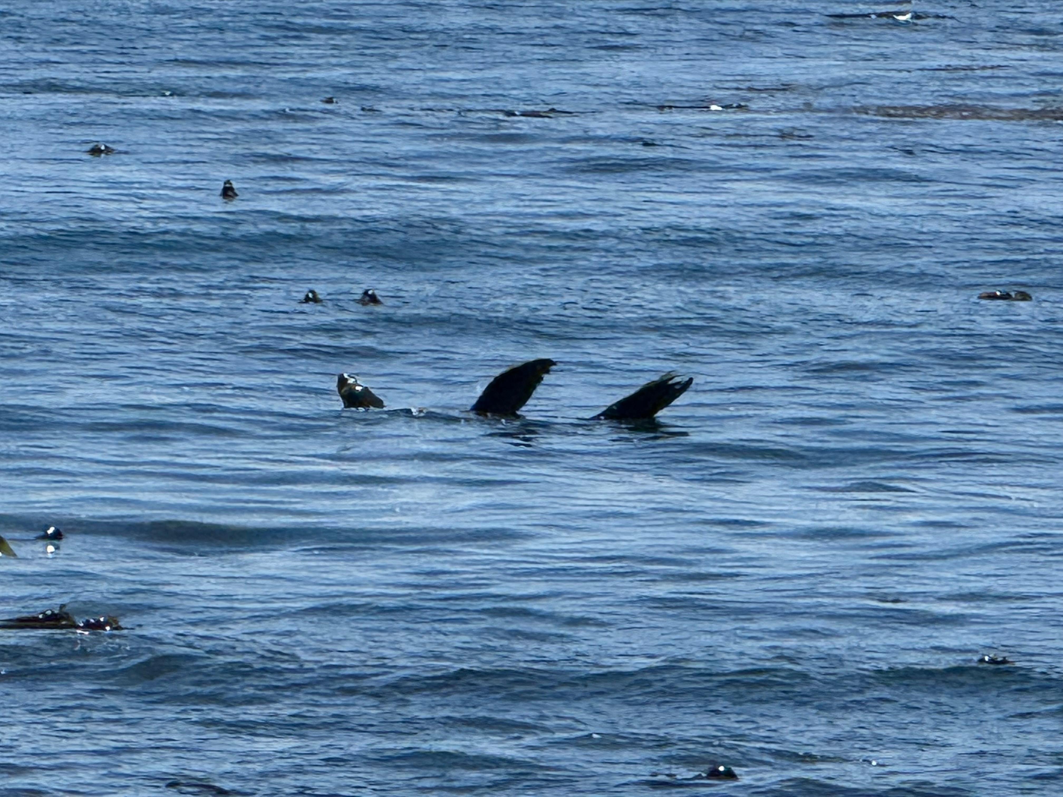 Seal waving