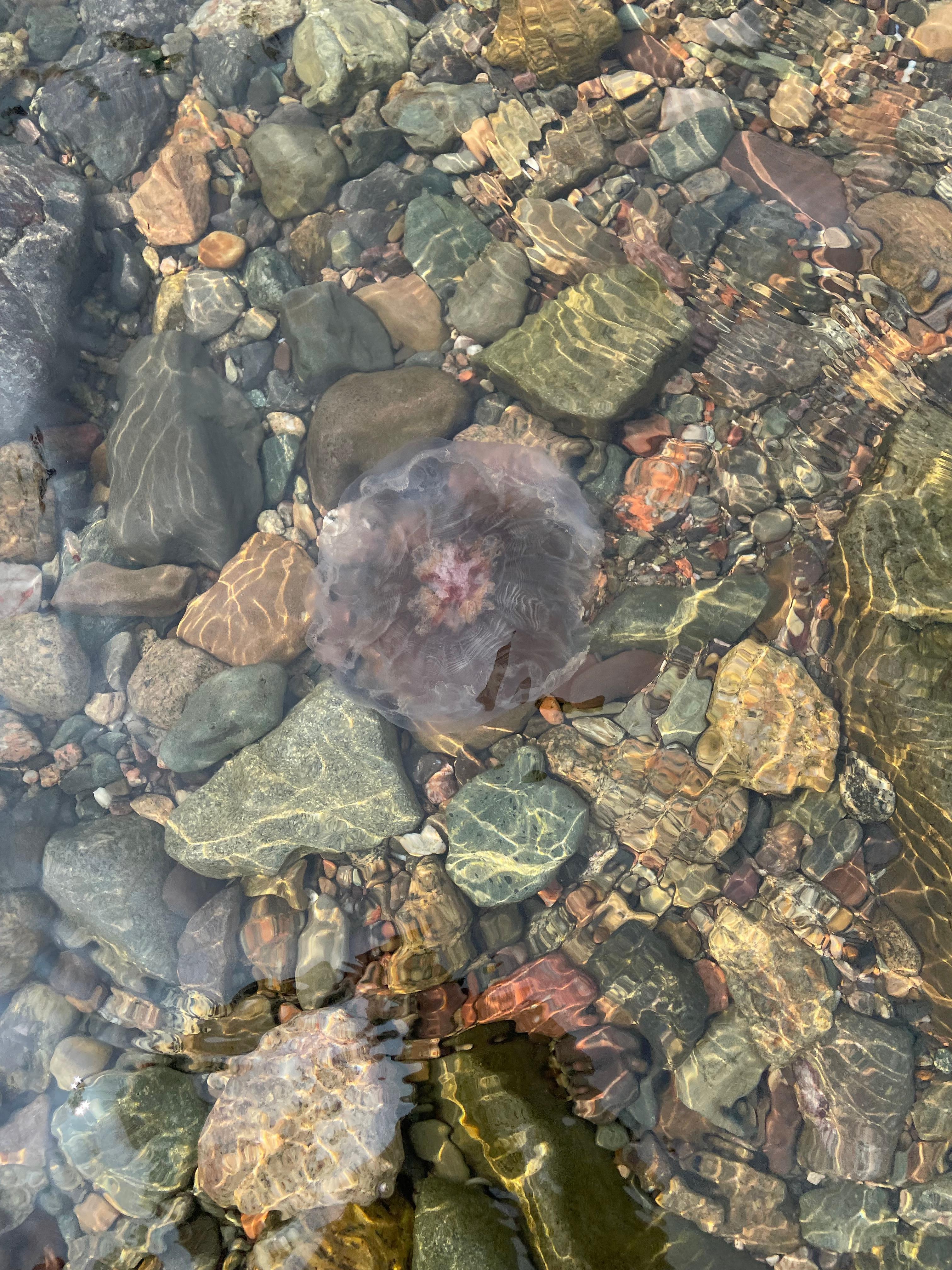 Lion’s mane Jellyfish 
