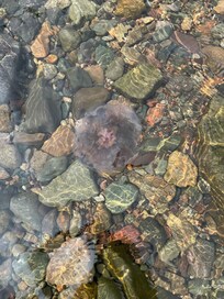Lion’s mane Jellyfish