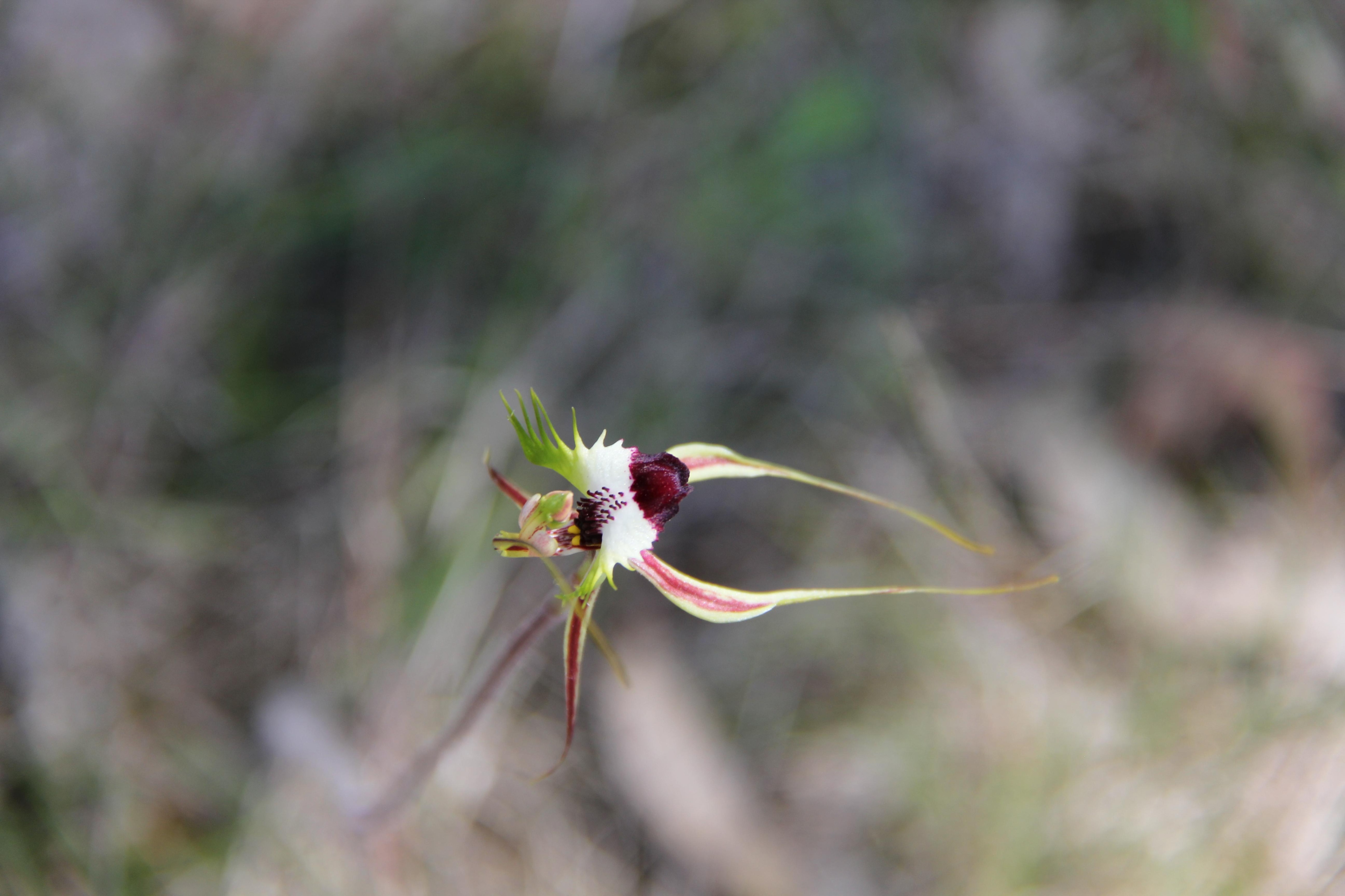 Spider Orchid