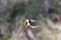 Spider Orchid