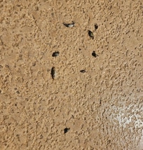 Dead crabs in pool