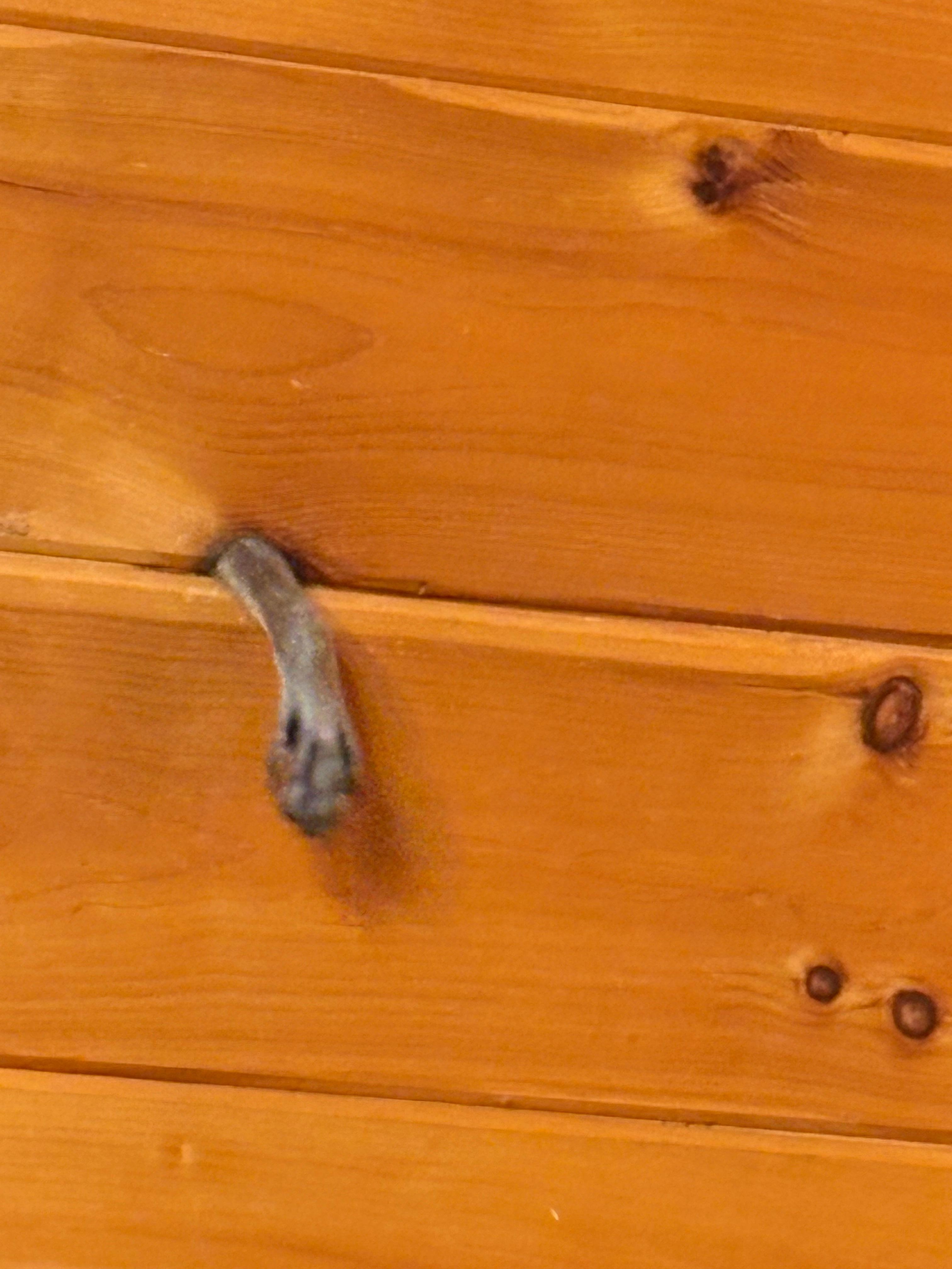 A raccoon trying to get in through a knot in the ceiling
