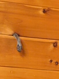 A raccoon trying to get in through a knot in the ceiling