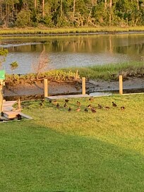 Ducks in the back yard