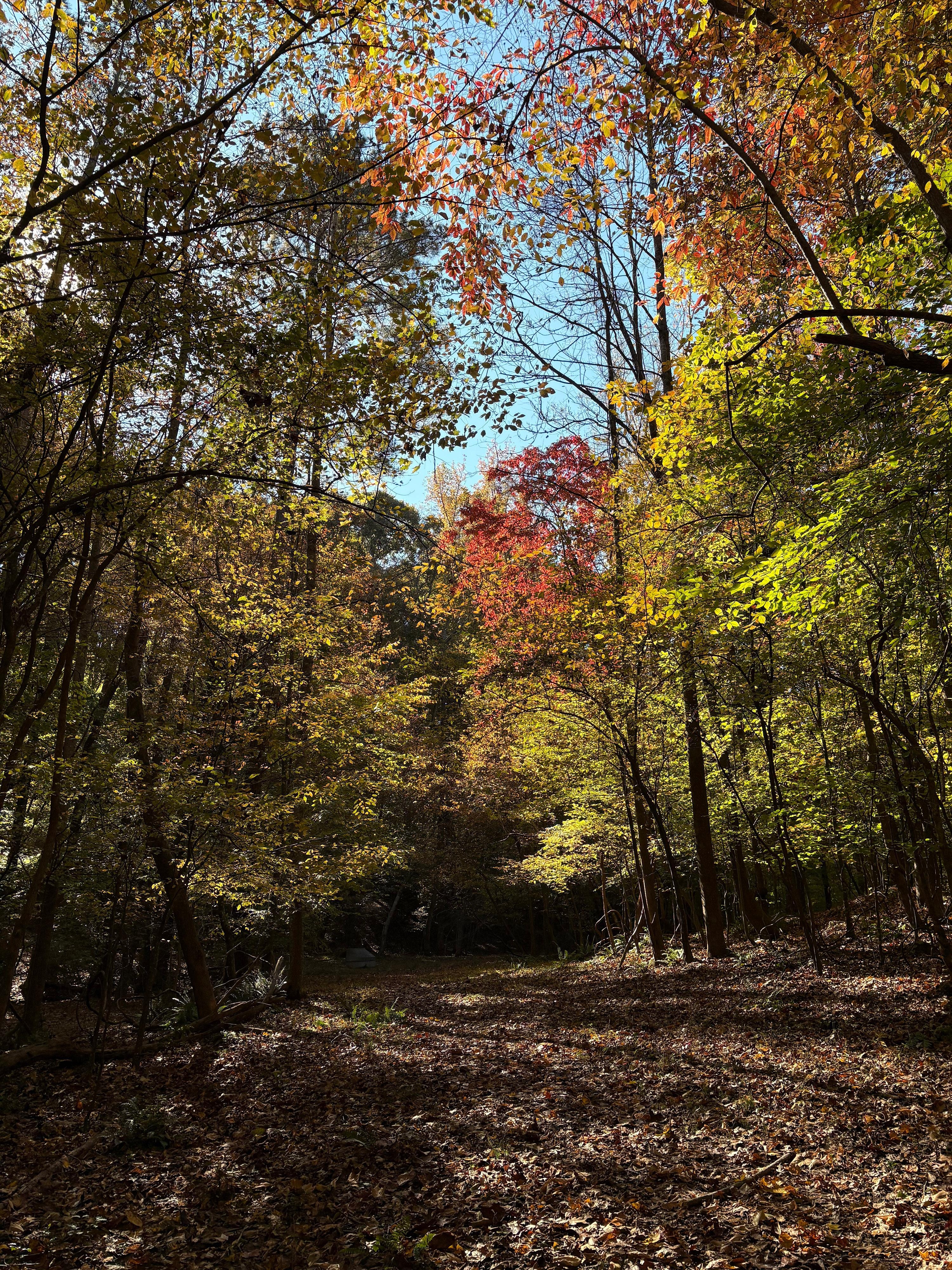 The fall colors popped along the nearby creek path.