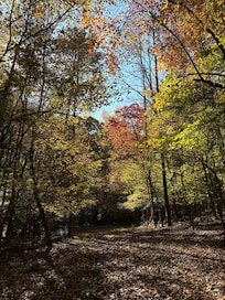 The fall colors popped along the nearby creek path.